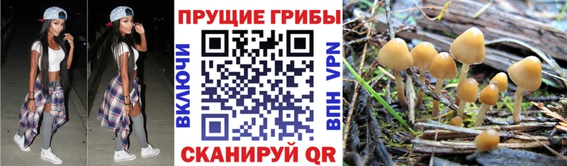 Псилоцибиновые грибы прущие грибы  Купить  Оса 